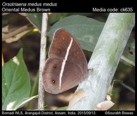 Orsotriaena medus | Butterfly