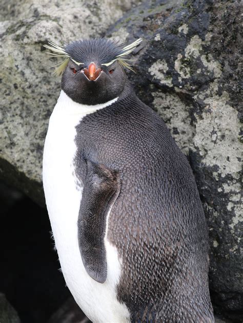 Definitive Guide To Eastern Rockhopper Penguin Facts, Habitat ...