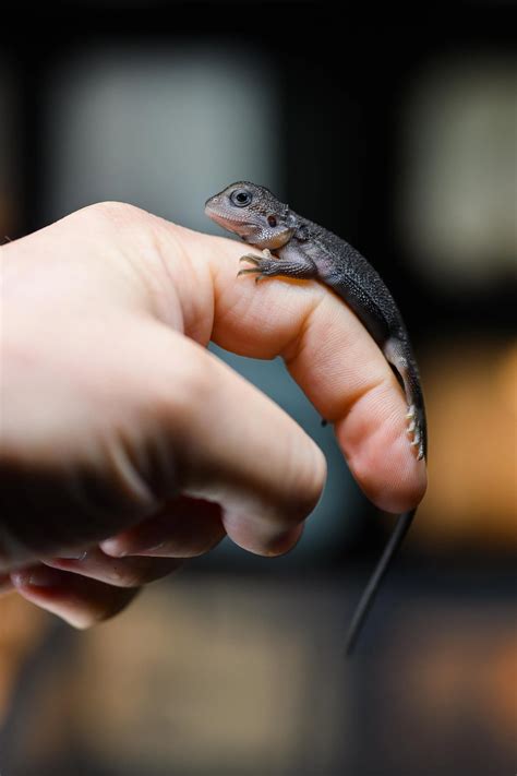 The Black Bearded Dragon — BIBLICAL DRAGONS