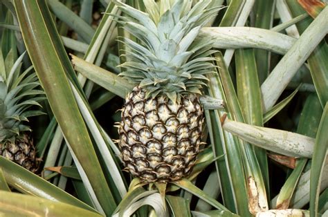 Where Do Pineapples Originate