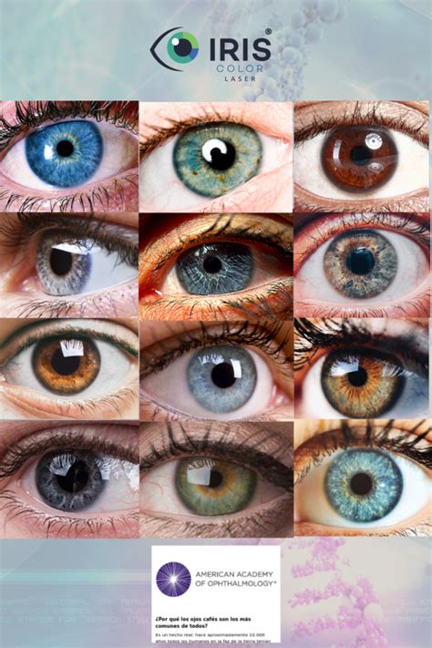 Eye Color Genetics 的图像结果