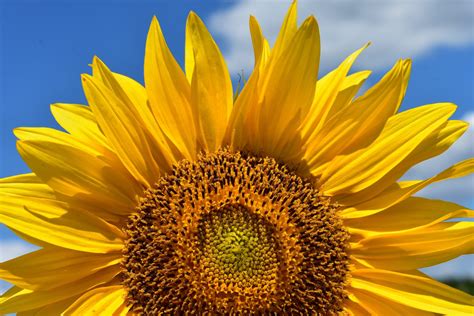sunflower - Flowers Photo (22283987) - Fanpop