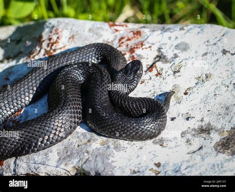 Melanistic female of the common European viper (latin name: Vipera ...