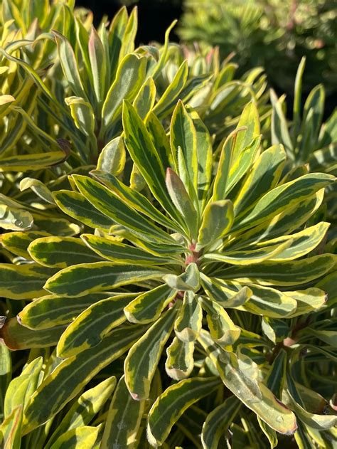 Euphorbia 'Ascot Rainbow' - Devil Mountain Wholesale Nursery
