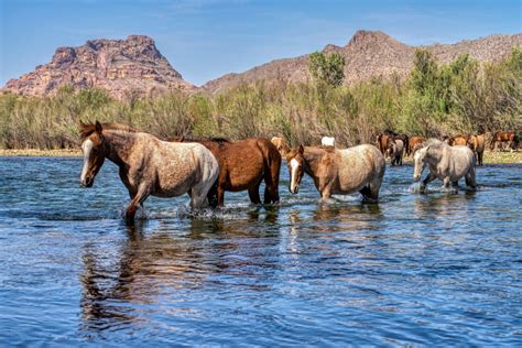 See Wild Horses at These 8 Spots Around the US and Canada