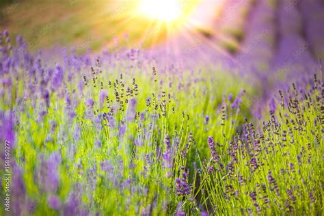 Image result for Spring/Summer Background