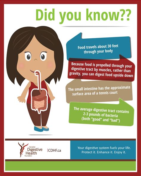 DID YOU KNOW? Your #digestive system is an incredible tube that runs from gum to bum and fuels ...