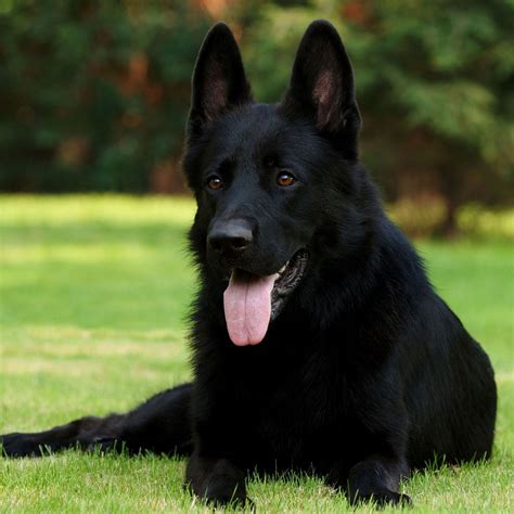 Download Wallpaper 2048x2048 black shepherd, german shepherd, grass ...