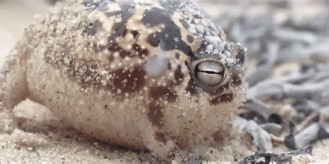 Image result for Frog Math