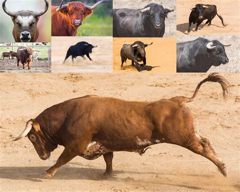 疯狂的公牛摄影高清图片 - 爱图网设计图片素材下载