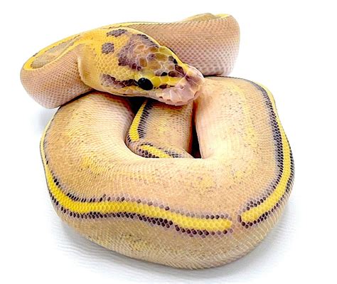 Image result for Leopard Puma Ball Python