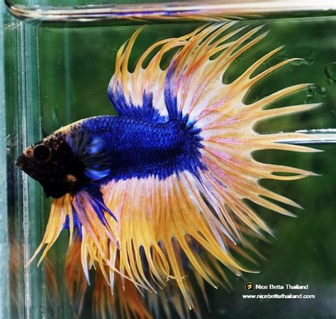 Image result for Betta Fish Compatibility