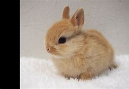 Image result for Cutest Bunny Rabbits