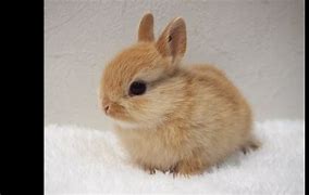 Image result for Cute Bunnies Pictures