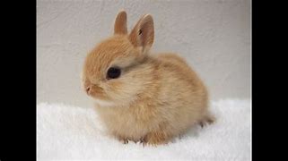 Image result for Cutest Baby Bunnies