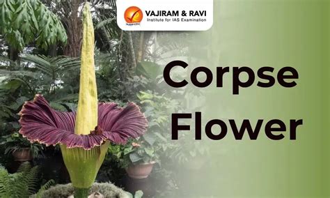 Corpse Flower, Features, Life cycle
