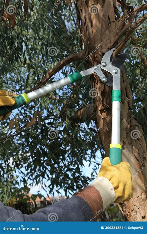 Pruning a Eucalyptus Tree with a Branch Cutter Stock Photo - Image of ...