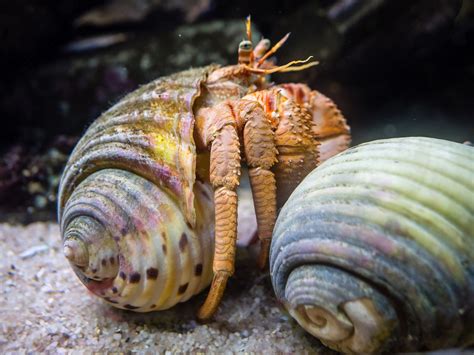 Hermit Crab Lifespan