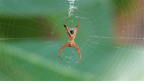 Download wallpaper 1600x900 spider, insect, macro, web widescreen 16:9 ...