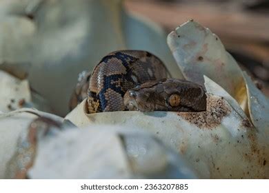Image result for Baby Reticulated Python