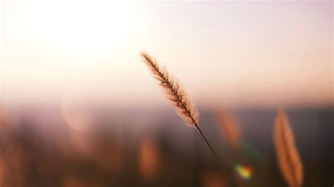 Download wallpaper 1920x1080 grass, spikelet, macro, plant full hd ...