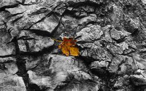 Fallen leaf 4k ultra hd 16:10 wallpapers hd, desktop backgrounds ...