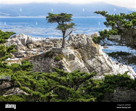 The Lone Cypress tree, Pebble Beach, 17 Mile Drive, California, USA ...