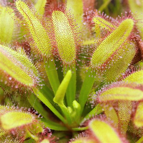 Drosera capensis 'Wide Leaf' - Cape Sundew | Curious Plant
