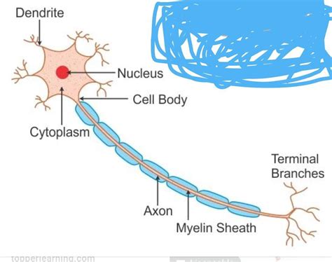 (a)Analysing & Evaluating QuestionIdentify and name the structure shown ...