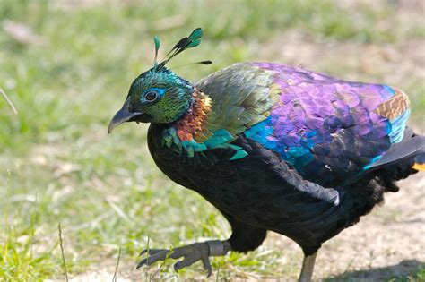 The Himalayan Monal - SNSH