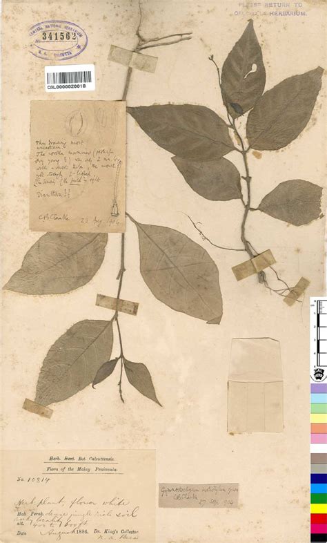 Phanerogams Type Details