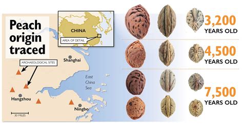 Digging back into peach history - Good Fruit Grower