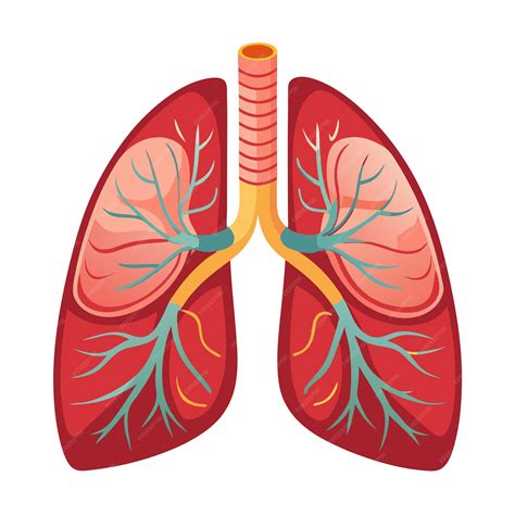 Human lung anatomy clipart vector art and illustration | Premium AI ...