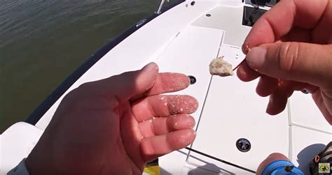 Catfish Using Garmin 4 Fishfinder 的图像结果