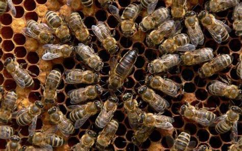 蜜蜂有哪些特点和特征（蜜蜂的特征知识）-趣蜜蜂