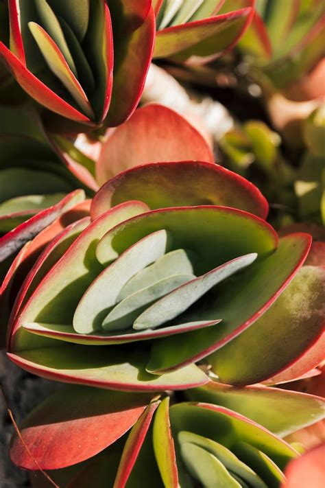 Beautiful plant species Images - Free Download on Freepik