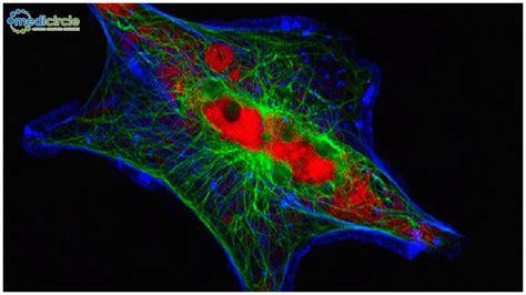 Neuroblastoma drug goes through successful drug trials