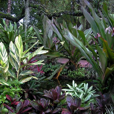 Indoor Tropical Flowering Plants