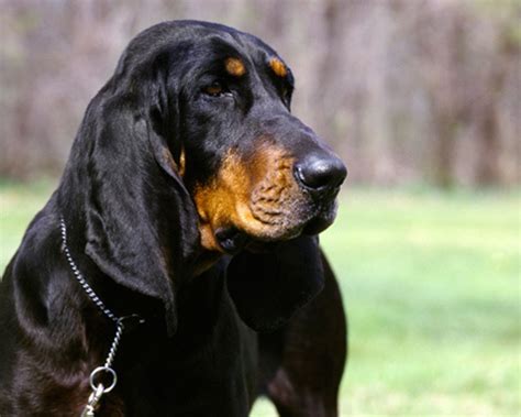 17 Intriguing Facts About Black And Tan Coonhound - Facts.net
