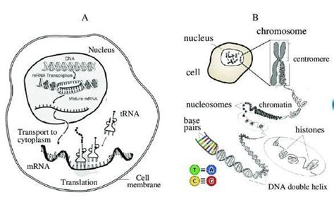 Explain the process of protein synthesis with diagram. - Brainly.in
