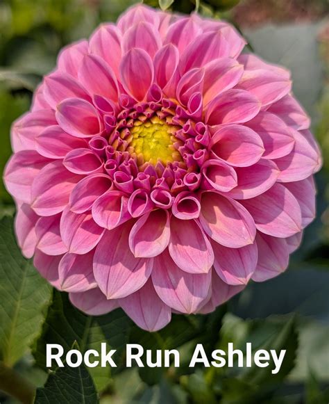 Rock Run Ashley dahlia tuber – White River Acres