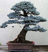 Image result for Colorado Blue Spruce Bonsai Tree