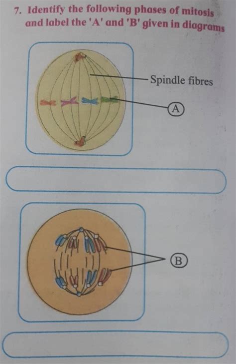 Identify the following phases of mitosis and label the ' A^{prime} and
