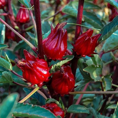 Red Roselle - Growin Crazy Acres