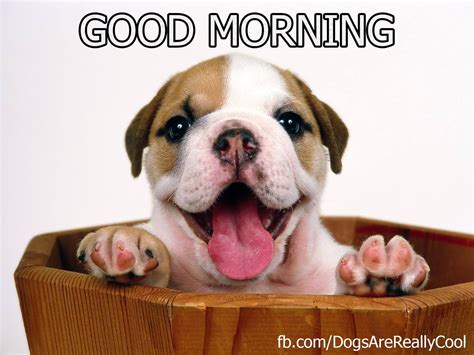 Image result for Good Morning Cockapoo