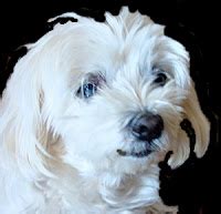 Image result for Pildoras Informaticas Video 3.2 Python