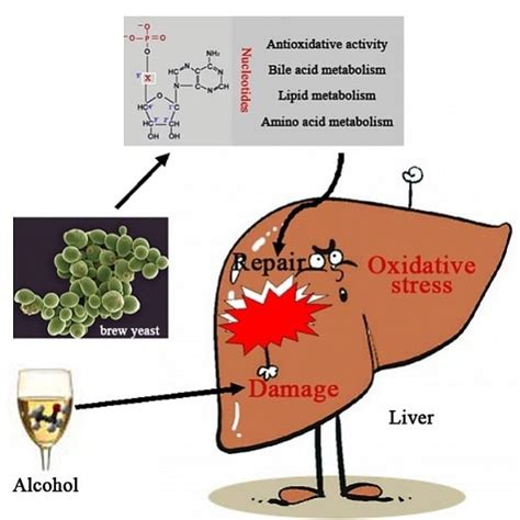 Dietary Nucleotides Supplementation and Liver Injury in Alcohol-Treated ...