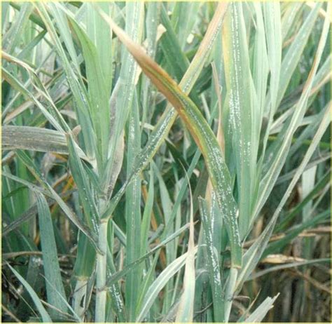 தவேப வேளாண் இணைய தளம் :: பயிர் பாதுகாப்பு :: பூச்சி :: கரும்பு