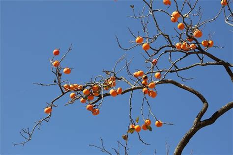科学网—摘桃子——红心桃 - 罗帆的博文