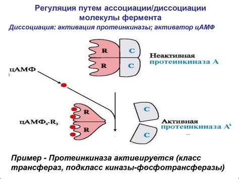 Предмет и задачи биохимии. Ферменты. Регуляция активности ферментов ...